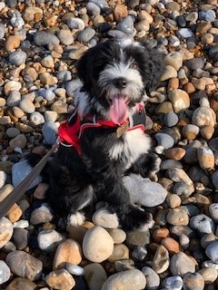 maxwell